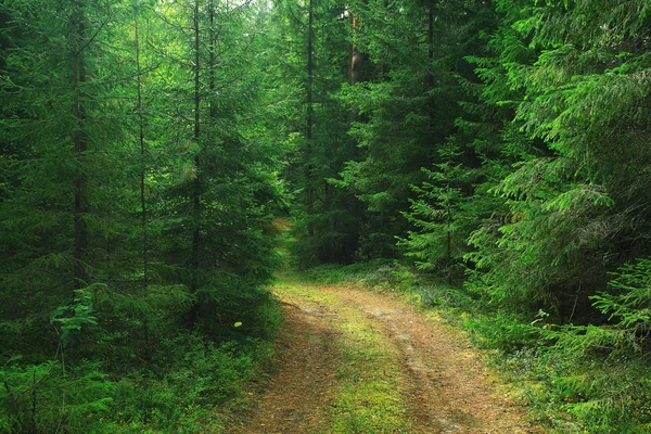 Sommerliche Waldlandschaft — Stockfoto