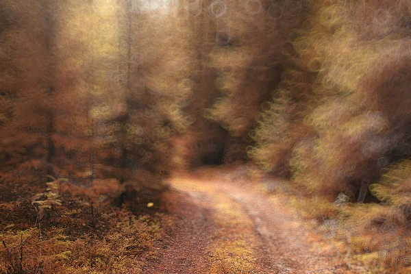 Podzimní les se žlutými listy — Stock fotografie