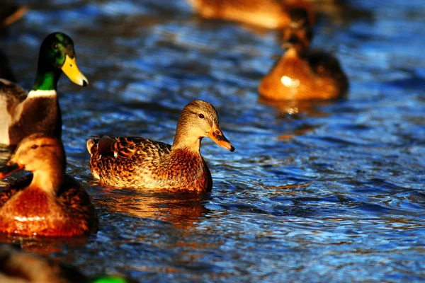 Paisagem com belos patos — Fotografia de Stock