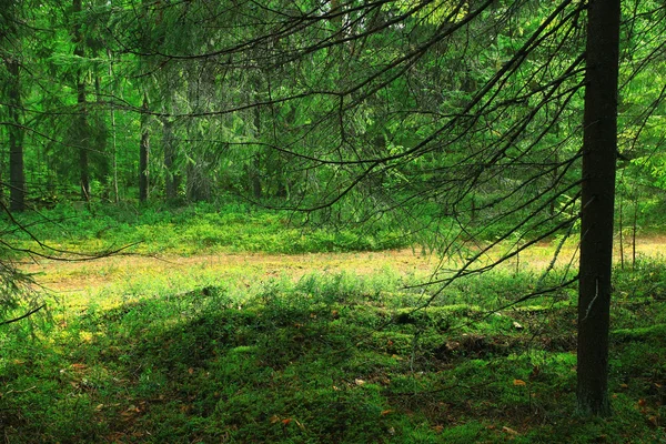 Paisagem florestal densa — Fotografia de Stock