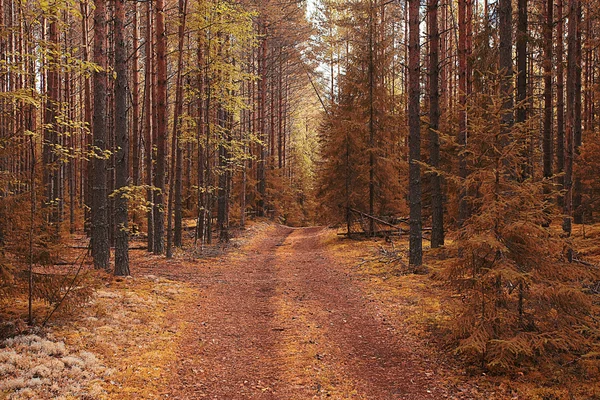 Caminho na floresta de outono — Fotografia de Stock