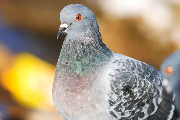 Paloma pájaro de cerca — Foto de Stock