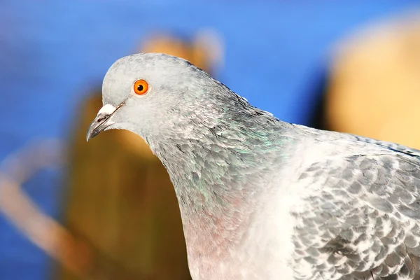 Pássaro de pombo perto — Fotografia de Stock