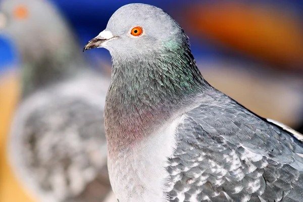 Pigeon bird close up — Stock Photo, Image