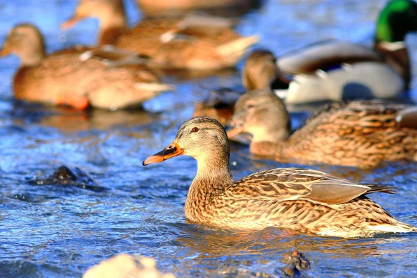 Beautiful wild Ducks — Stock Photo, Image