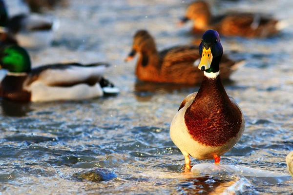 Beautiful wild Ducks — Stock Photo, Image