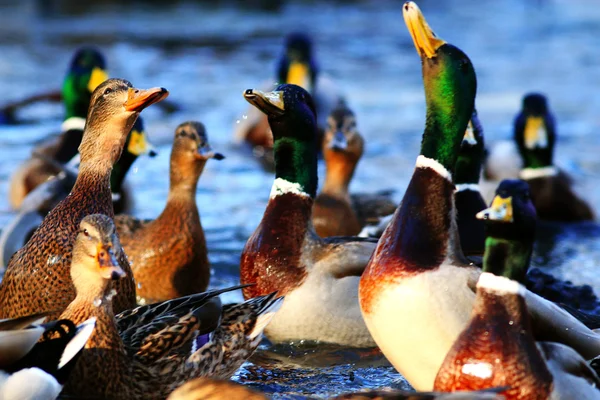 Güzel yaban ördekleri — Stok fotoğraf