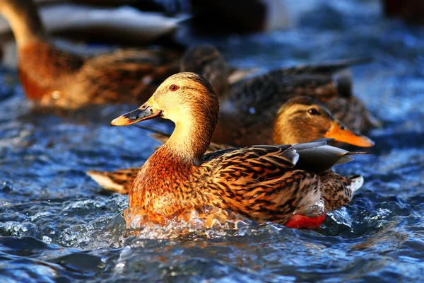 Beautiful wild Ducks — Stock Photo, Image