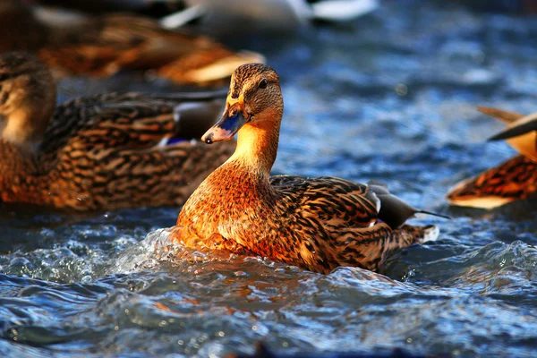 Gyönyörű vadkacsa — Stock Fotó