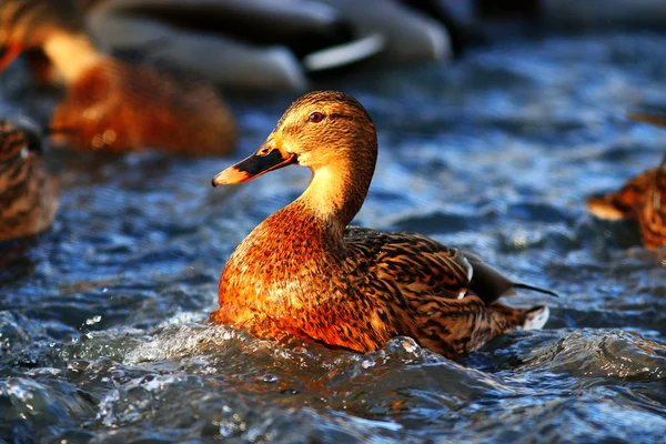 Beaux canards sauvages — Photo