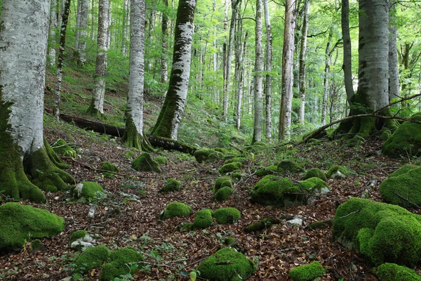 Paysage forestier en été — Photo