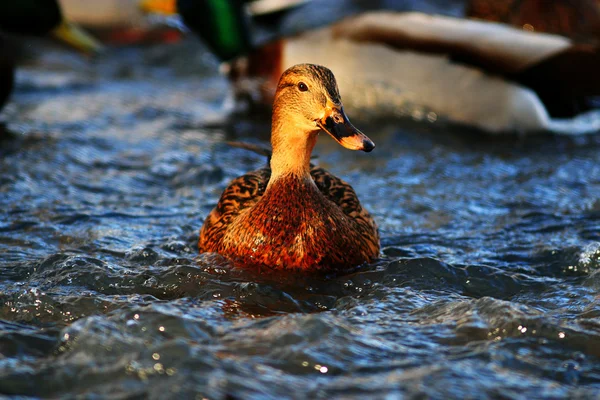 Prachtige wilde eenden — Stockfoto