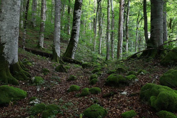 Paesaggio forestale in estate — Foto Stock