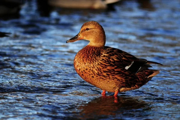 Water duck in lake — Stock Fotó