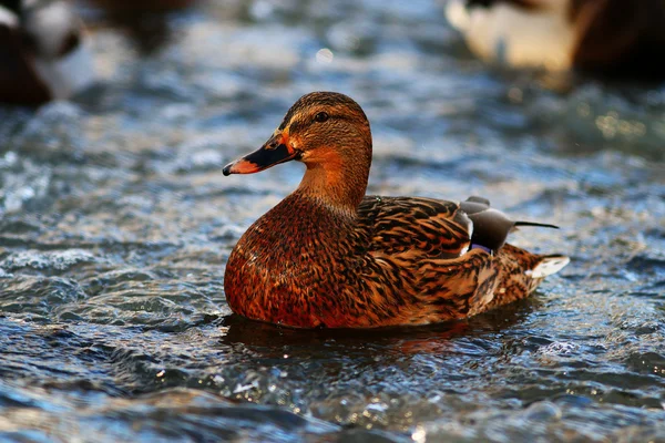 Water duck in lake — Stok fotoğraf