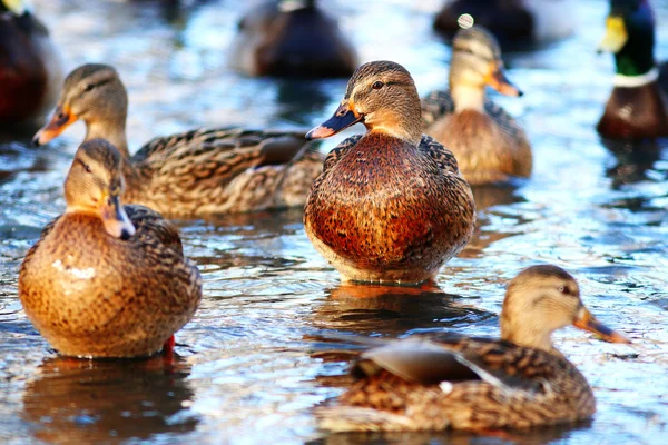 Wild ducks in lake — Stock Photo, Image