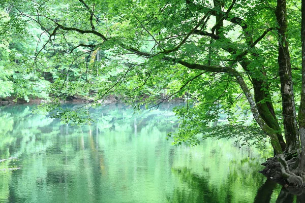Forest landscape with river — Stock Photo, Image