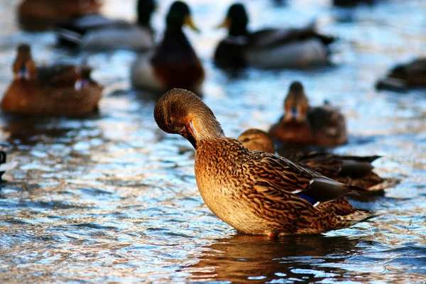 Wild ducks in lake — Stock Photo, Image