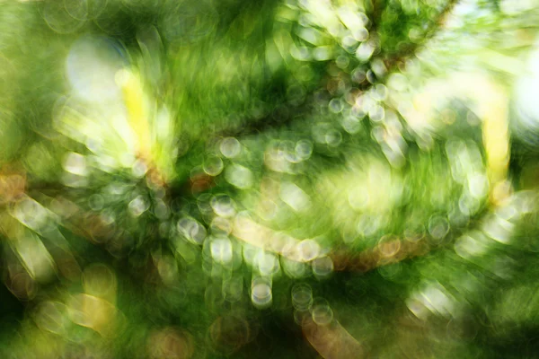 Summer forest blurred background — Stock Photo, Image