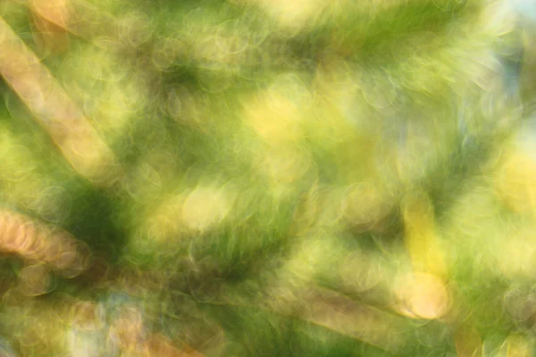 Bosque de verano fondo borroso —  Fotos de Stock