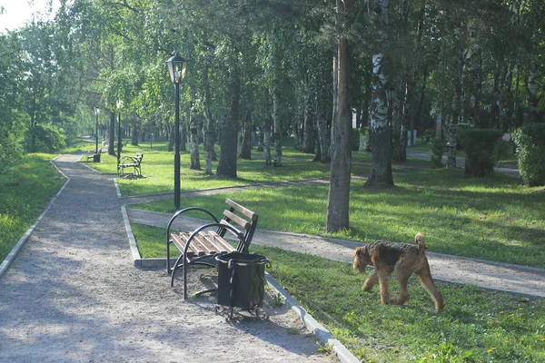 Собака гуляет в парке — стоковое фото