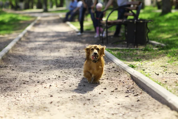 Parkta yürüyen köpek — Stok fotoğraf