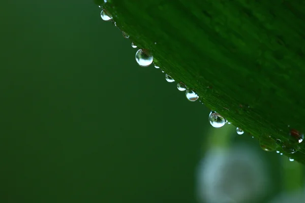 Hoja con rocío matutino — Foto de Stock