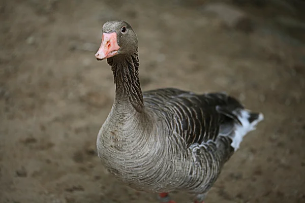 Närbild på wild goose — Stockfoto