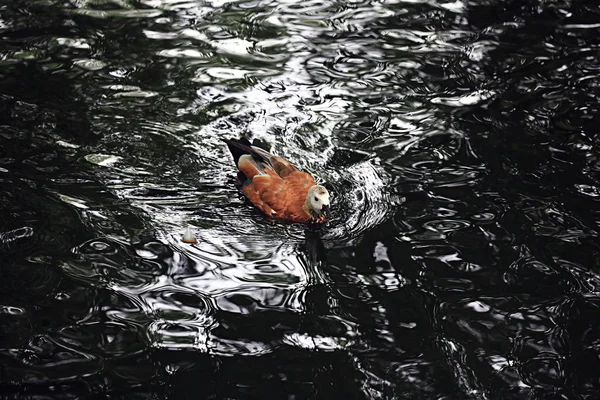 Canard sauvage dans le lac — Photo