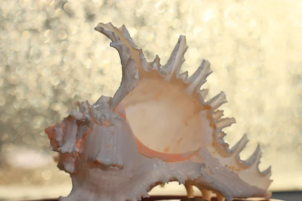 Ocean sea shell — Stockfoto