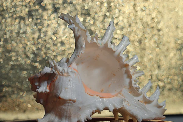 Okyanus deniz kabuğu — Stok fotoğraf