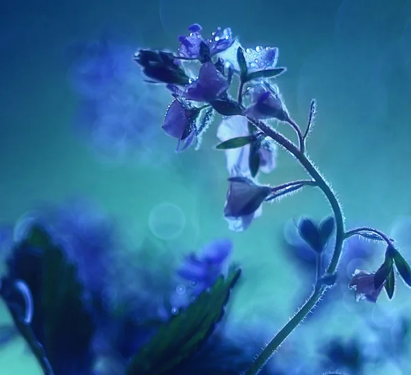 Flores azuis macro — Fotografia de Stock