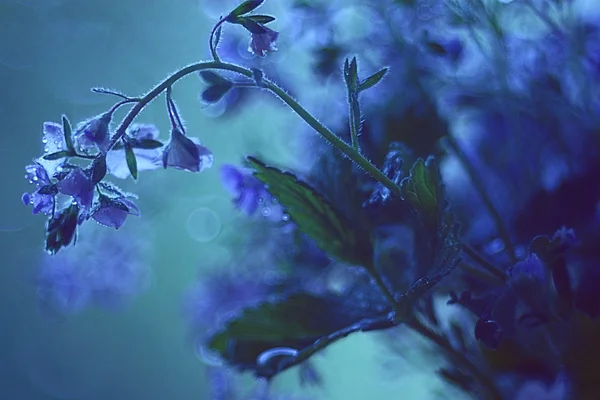 Macro fleurs bleues — Photo