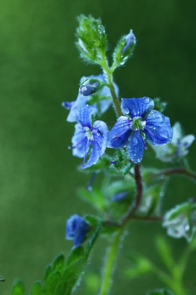 Flores coloridas brilhantes — Fotografia de Stock