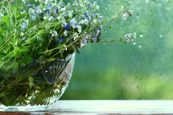 Flores coloridas brilhantes em vaso — Fotografia de Stock