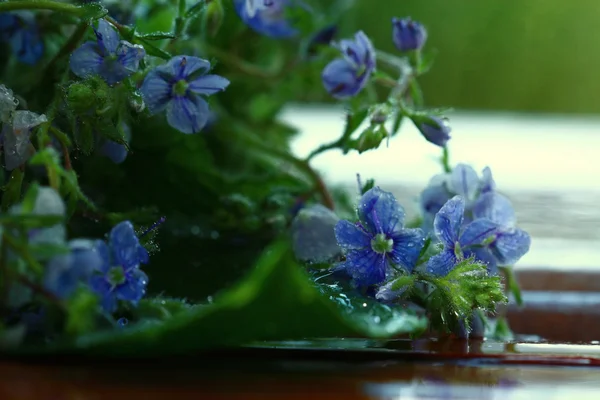 Leuchtend bunte Blumen — Stockfoto