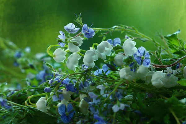 Flores coloridas brilhantes — Fotografia de Stock