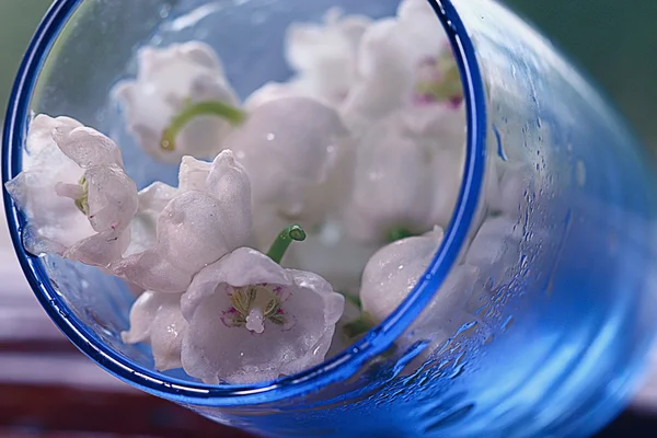 Glass of white flowers — Stock Photo, Image