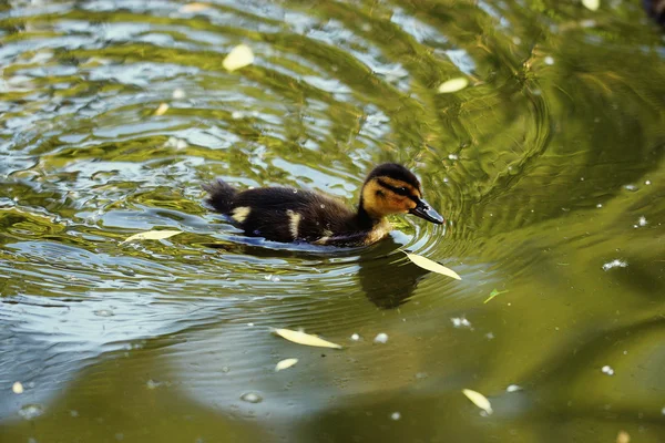 Wild duck in lake — Stock Photo, Image