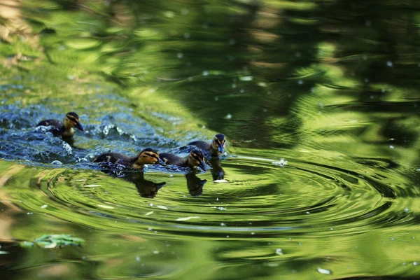 Canards sauvages dans le lac — Photo