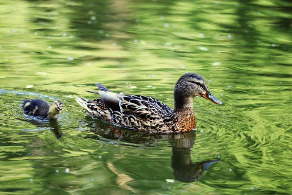 Wild ducks in lake — Stock Photo, Image