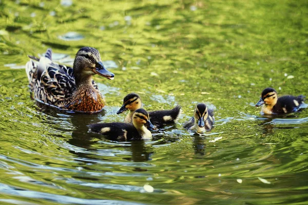 Divoké kachny v jezeře — Stock fotografie
