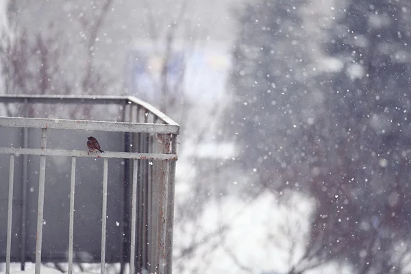 Sparrow sitting on balcony in winter — Stock Photo, Image