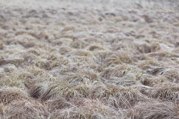 Текстура осенней травы — стоковое фото