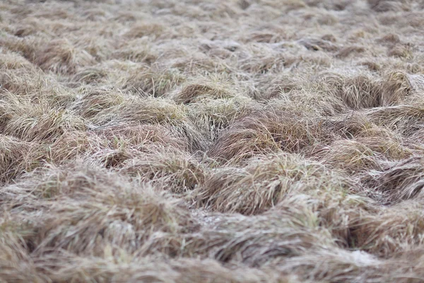Texture of autumn grass — Stock Photo, Image