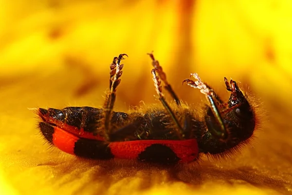 Makro beetle på en blomma — Stockfoto