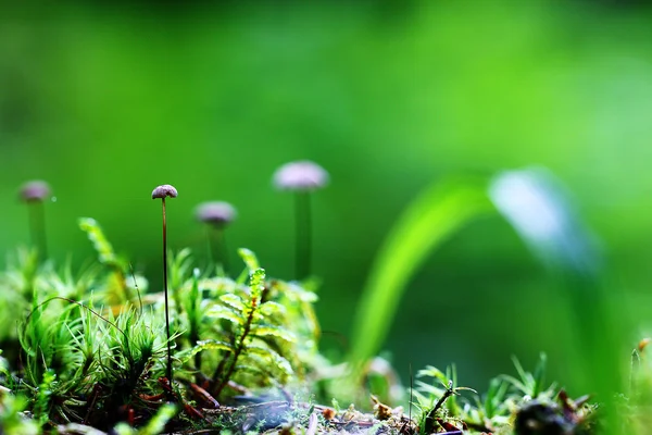 Mushrooms on a green background — Stock Photo, Image