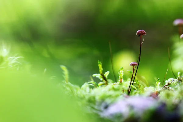 在绿色背景上的蘑菇 — 图库照片