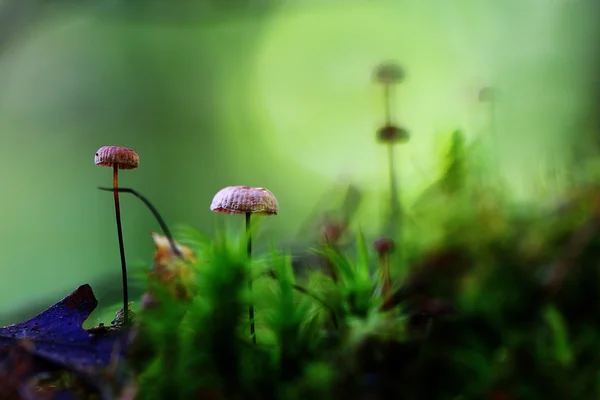 녹색 배경에 버섯 — 스톡 사진
