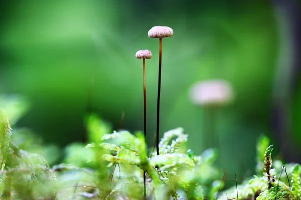 Champignons poussant dans la forêt — Photo